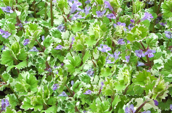 variegated