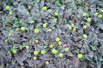 Leptinella pusilla Purple Brass Buttons