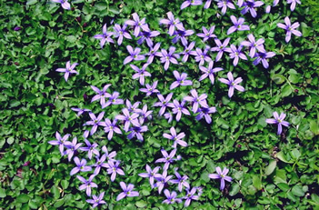 Pratia pedunculata County Park Creeper