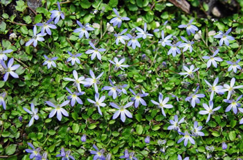 Pratia pendunculata Little Star Creeper