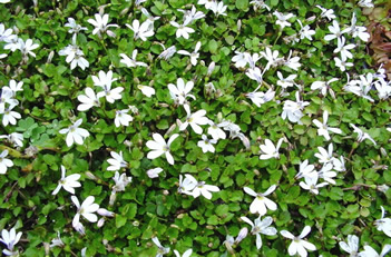 Pratia angulata White Star Creeper