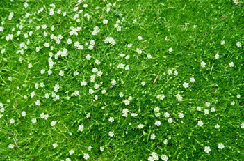 Sagina subulata Irish Moss