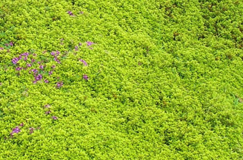 Thymus citriodorus Archer's Gold Thyme