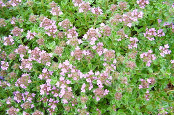 Thymus Bressingham Thyme
