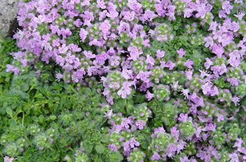 Thymus Elfin Thyme