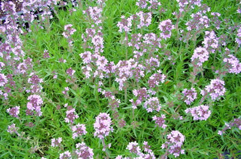 Thymus Spicy Orange Thyme