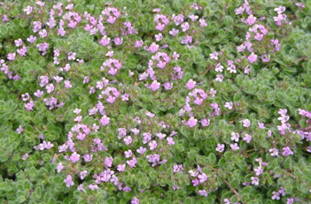 Thymus Wooly Thyme
