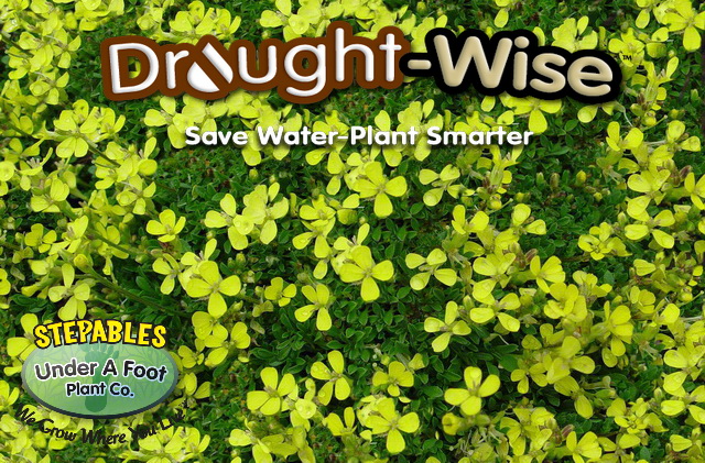 Stepables Com Plants That Tolerate Foot Traffic
