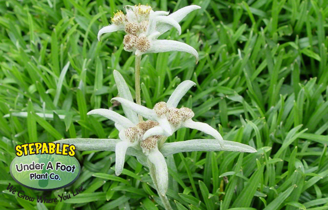 Leontopodium souliei Court Jester Edelweiss | Ground Cover Plants |  STEPABLES