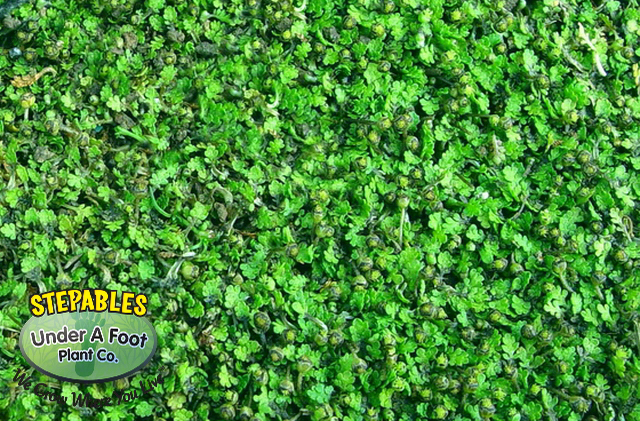 Buy Miniature Brass Buttons (Leptinella gruveri)