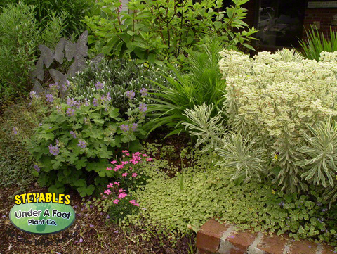Hydrocotyle sibthorpiodes Variegated Pennywort | Ground Cover Plants |  STEPABLES