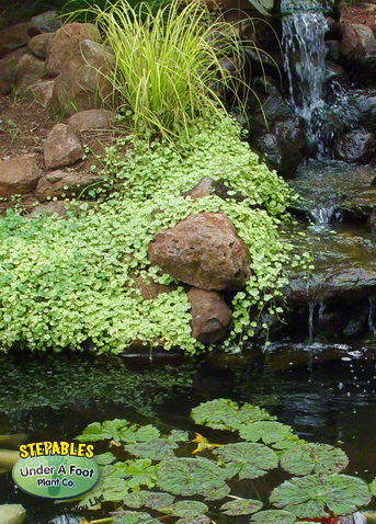 Hydrocotyle sibthorpiodes Variegated Pennywort | Ground Cover Plants |  STEPABLES