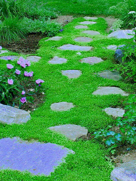 Lux Mastery: Wild Ground Cover With Purple Flowers : 25 AWESOME PLANTS ...