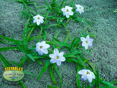 Raoulia australis Scabwort | Ground Cover Plants | STEPABLES