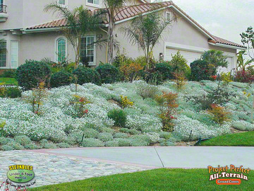 Plants That Tolerate Foot Traffic, Ground Cover For Rocky Slope