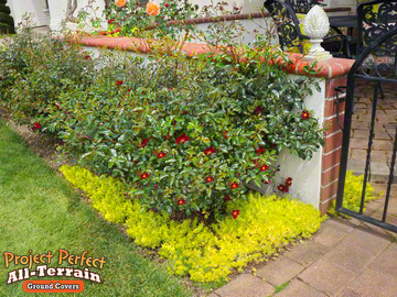 STEPABLES.COM - Plants that tolerate foot traffic